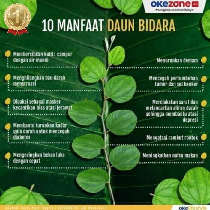 

Promo Daun Bidara Arab Segar Asli (100 Lembar) Daun Herbal Segar