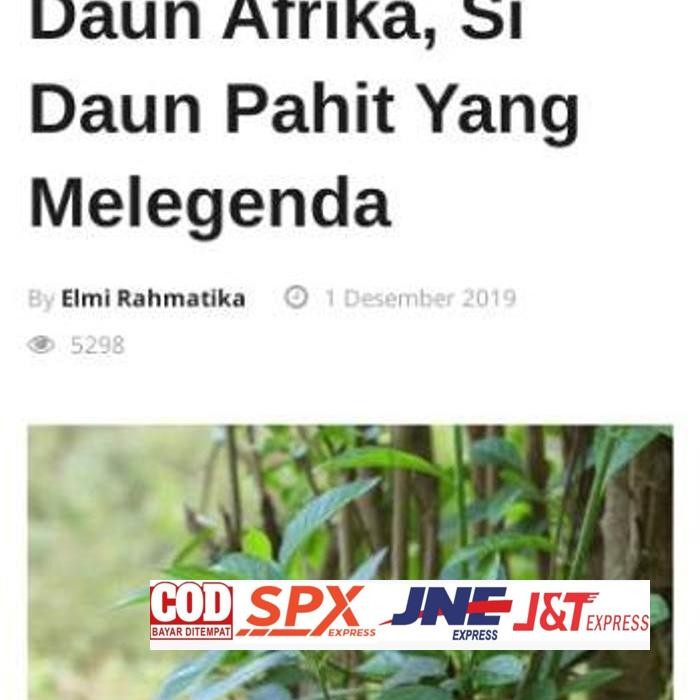 

Special Daun Afrika Segar Obat Herbal Teh Cina Daun Ramban