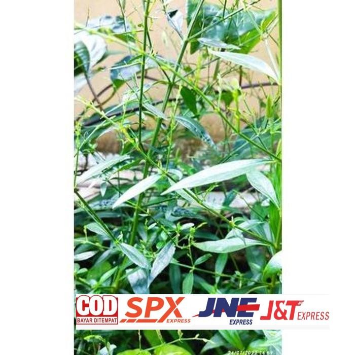 

Termurah Daun Sambiloto 100 Lembar / Daun Sambiloto Segar Langsung Petik / Daun Sambiloto Kusus Daun Segar / Daun Herbal / Obat Herbal / Promo / Diskon / Terlaris / Termurah / Cod Daun Herbal Kalimantan