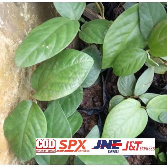 

Terbaru Herbal Daun Singa Depa Fresh 250Gram Daun Herbal