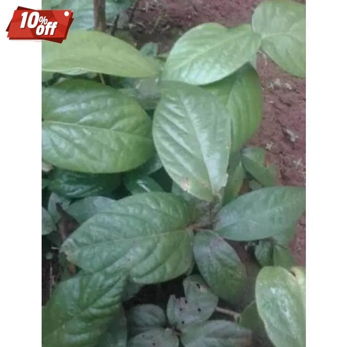 

Terpopuler Herbal Daun Singa Depa Fresh 250Gram Daun Herbal Asli Kalimantan