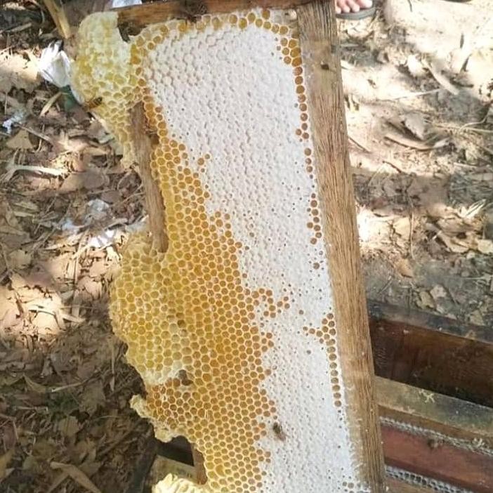 

Big Sale Madu Sarang 500 Gr Premium High Quality