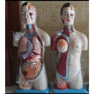 

PROMO Torso Manusia Setengah Tubuh 90cm (Alat Peraga Pendidikan)