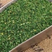 

Parsley Dry 500Gram / Daun Parsley Kering / Peterseli