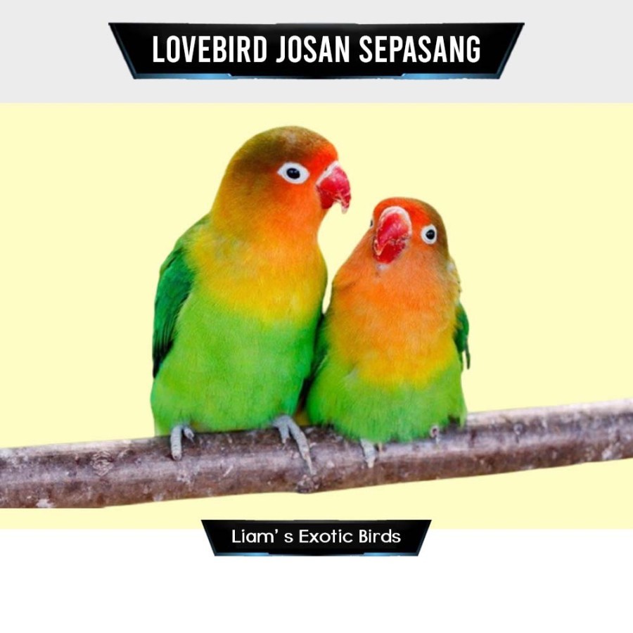 Burung Lovebird Termurah Warna Josan Sepasang