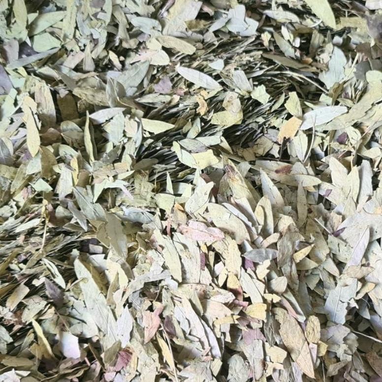 

Jangan Lewatkan Premium Daun Jati Cina 100Gr / 200Gr - Teh Daun Jati Cina Asli Daun Herbal Premium