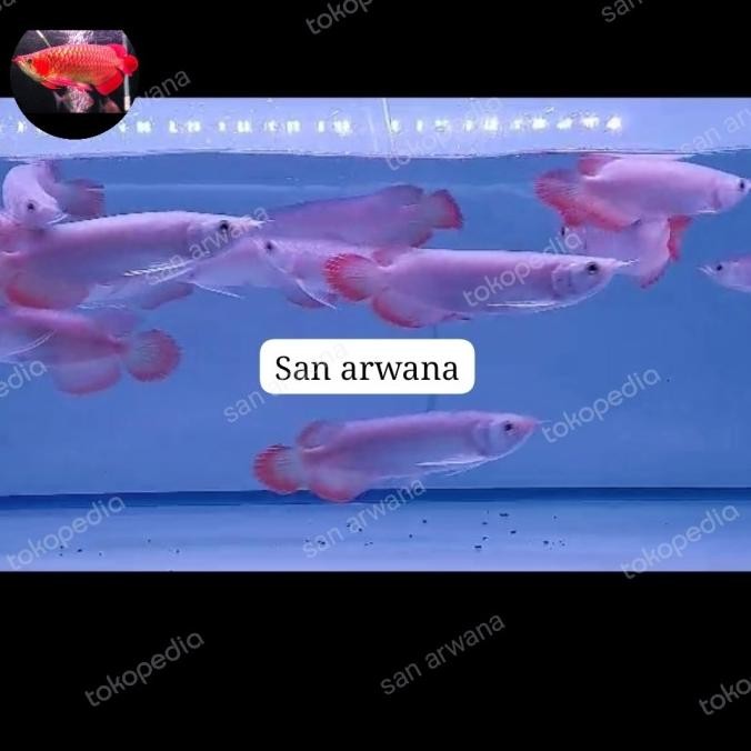 Sr sepauk ikan arwana super red SR chili
