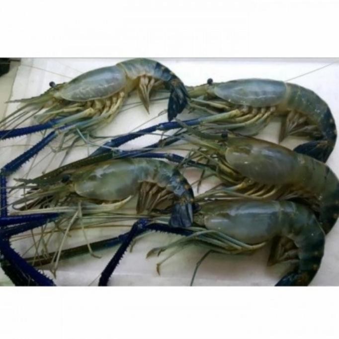 

udang galah segar besar 1 kilogram