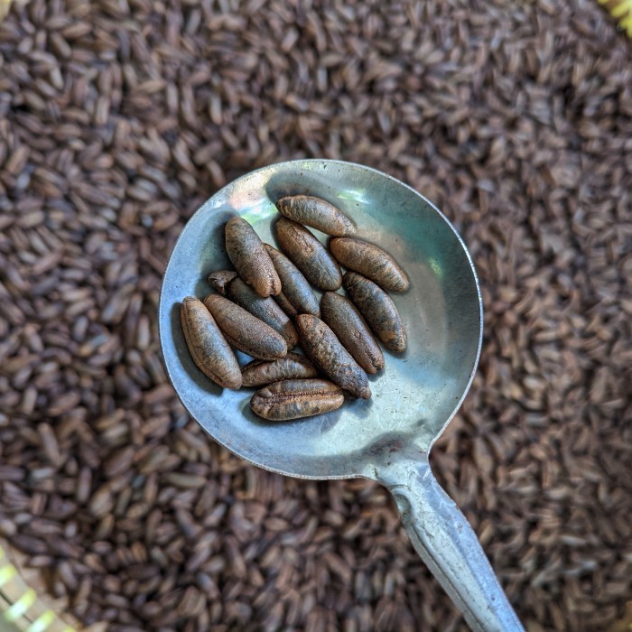 

Terlaris biji kurma sangrai 500 gram SALE