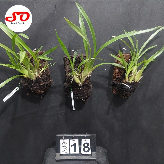 arr Oncidium Americana