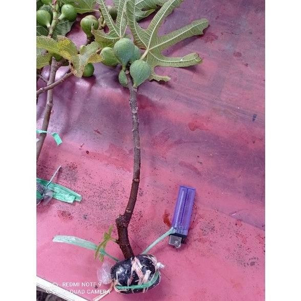 bibit cangkok kondisi sudah BERBUAH. bibit pohon buah tin ara f. MMX