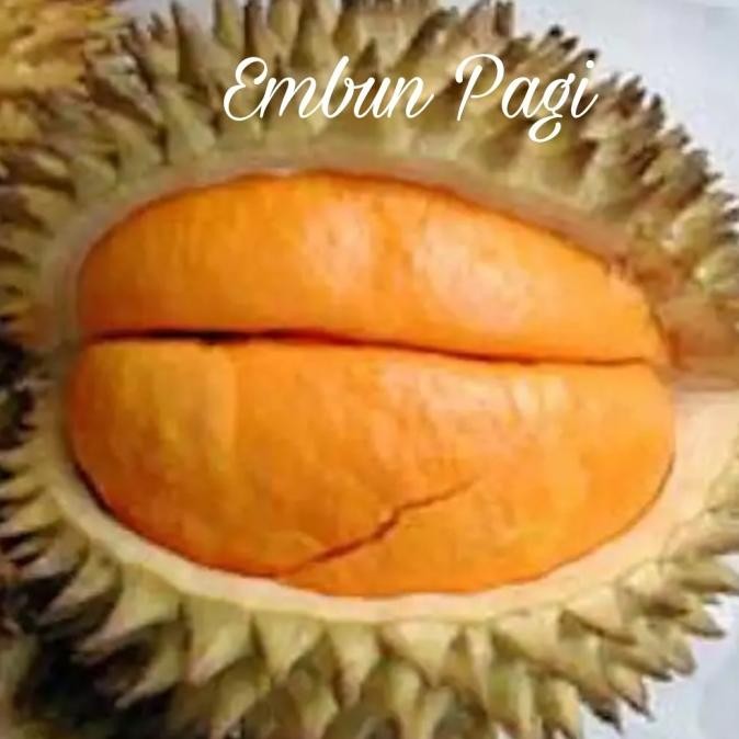 Bibit Buah Durian Elai at Lai Asal Kalimantan Jaminan jenisnya MMX