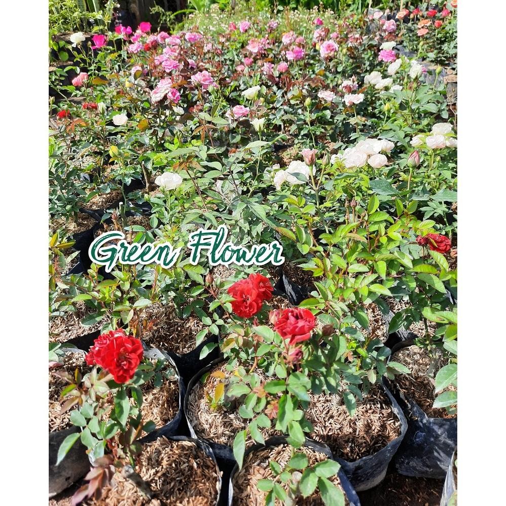 ORIGINAL Paket Mawar Rambat Isi 6 Pohon - Climbing Rose a-110