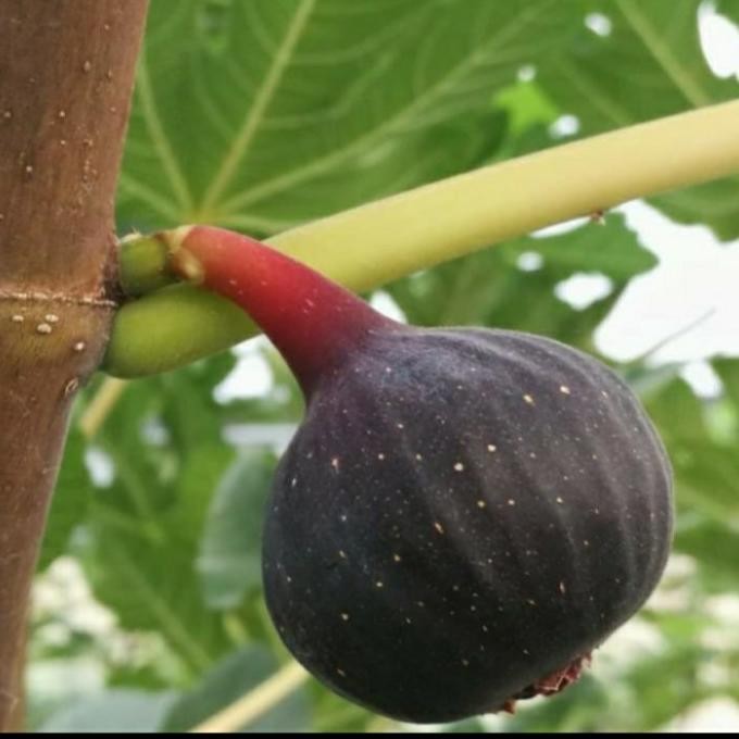 BIBIT TANAMAN BUAH TIN BLACK MISSION LANGKA MMX