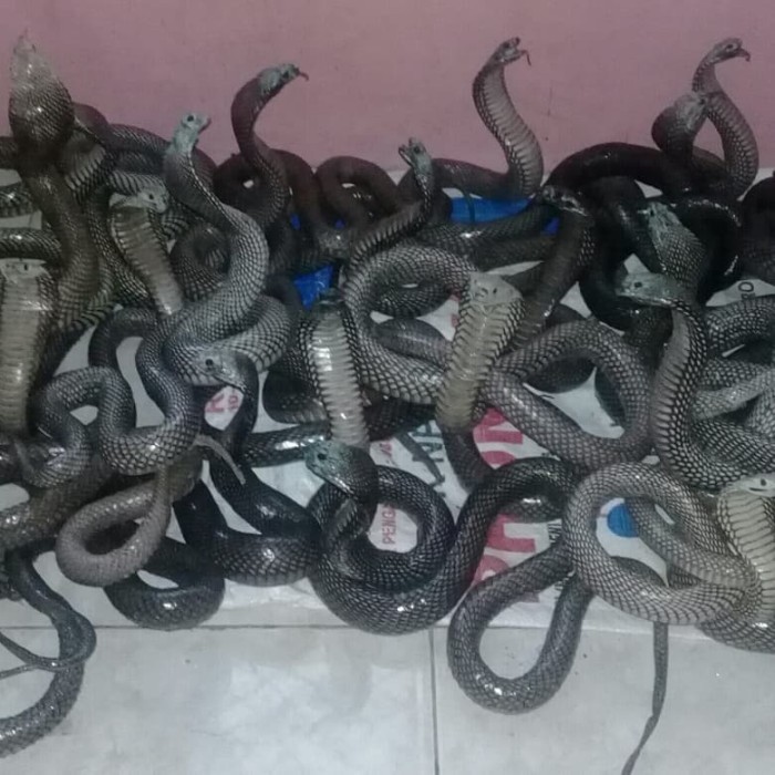 Jual Patung Asli Ular Ko