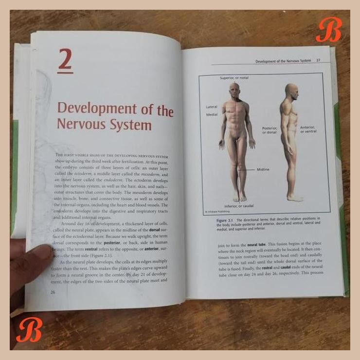 | ADT | IMPORT BOOK THE HUMAN BODY HOW IT WORKS THE NERVOUS SYSTEM