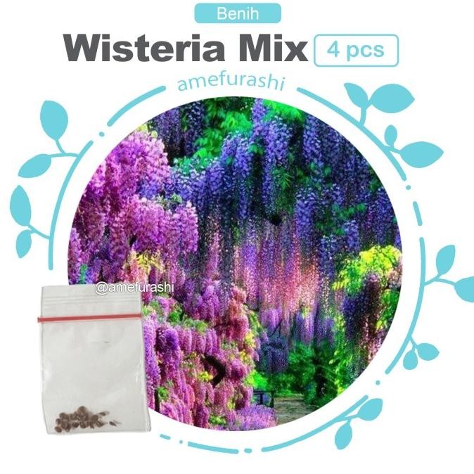 Bibit / Benih / Seeds Japanese Wisteria Mix Biji Wisteria
