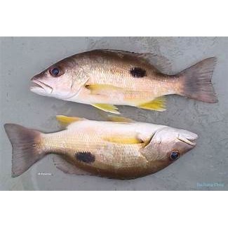 

Ikan tanda tanda segar ukuran 500 gram