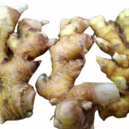 

Lempuyang segar Lempuyung Lampuyang 100 gram COD