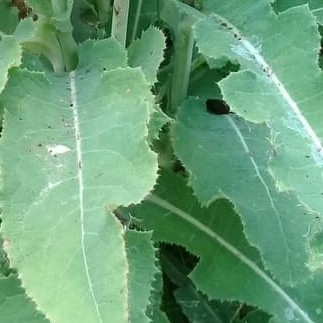 

Daun Tempuyung Segar daun lempung rayana jombang lalaki lampenas galibug 100 gram