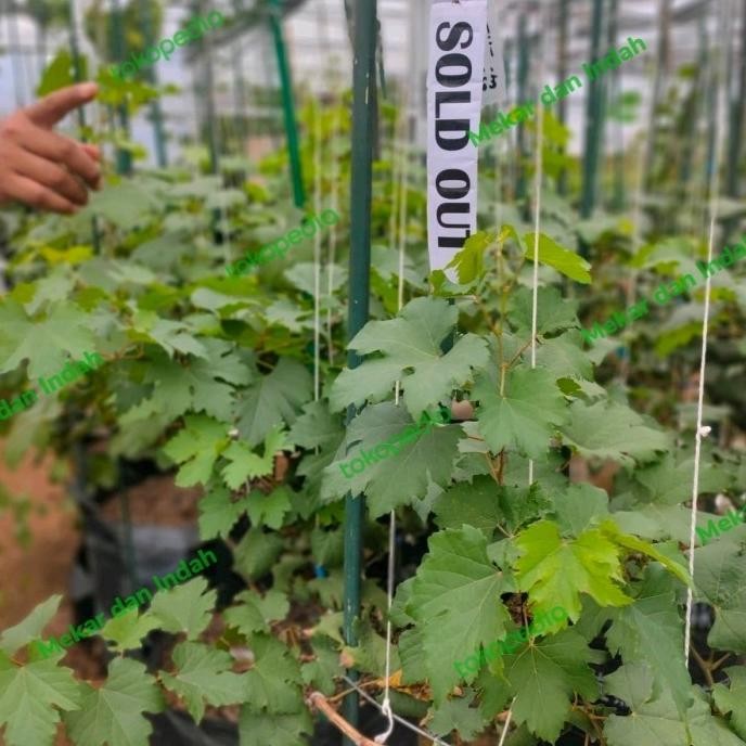 

Bibit tanaman anggur import / pohon buah anggur import