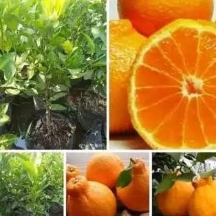 

bibit jeruk dekopon okulasi tanaman buah jeruk pohon jeruk non bibiji