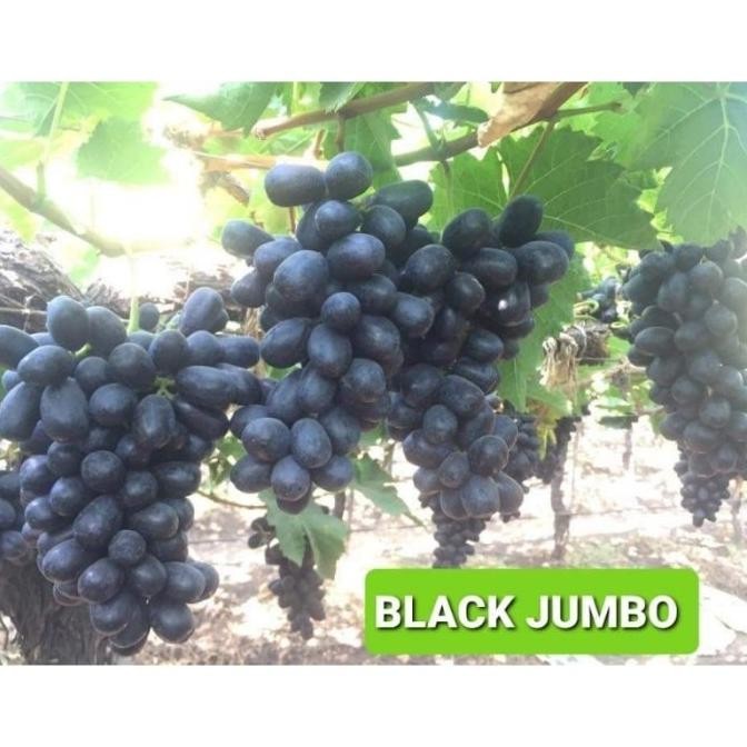 

BIBIT ANGGUR BLACK JUMBO BUAH BESAR