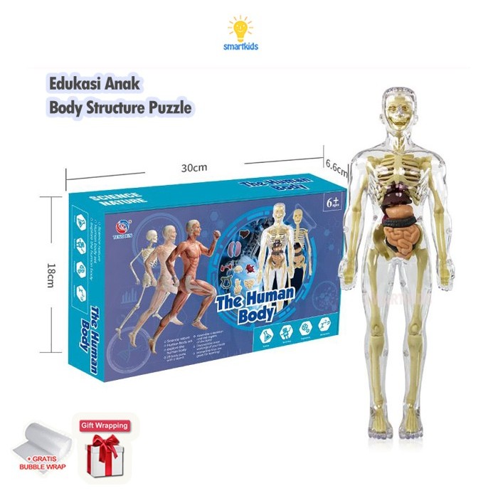 

Baru - Mainan Puzzle 3D Model Human Body Edukasi Anak Sains Belajar Anatomi Tubuh Tulang Organ