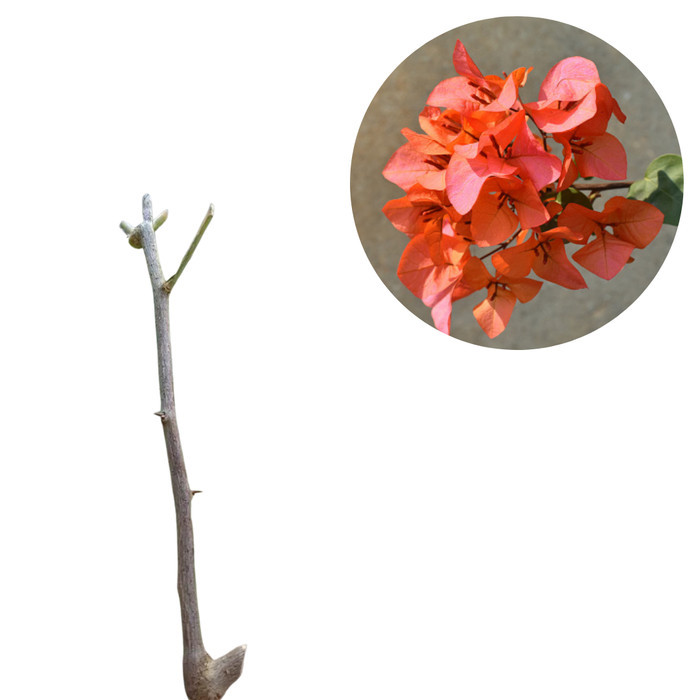 Stek Bunga Kertas/Bougenville COD