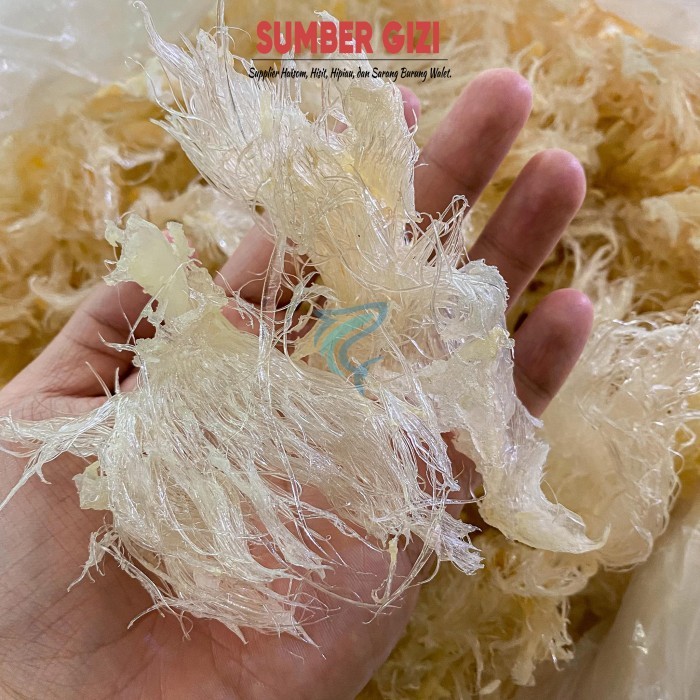 

Hisit Kering Kasar Sirip Ikan Hiu Kasar 6 Huchi Hu Chi Hechi Sirip Hiu Promo