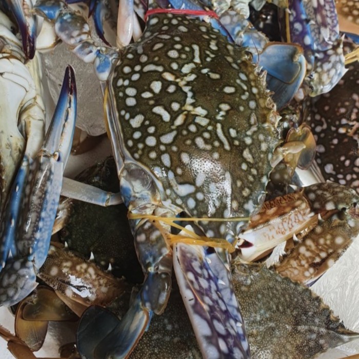 

Kepiting Rajungan Segar Berkualitas 1Kg New