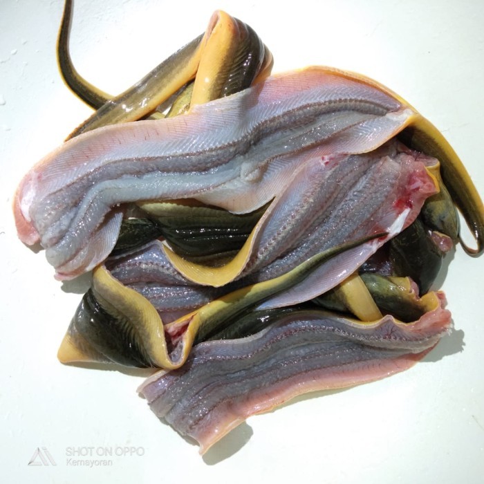 Belut Fillet