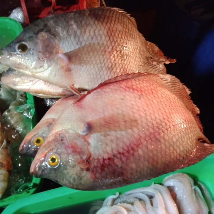 

Ikan Gurame 1Kg Isi 2 Sd 3 Pc
