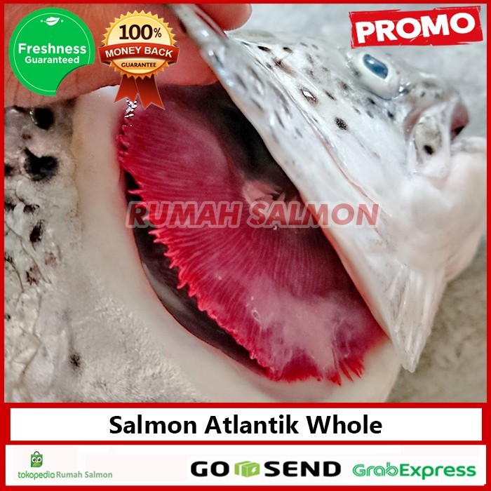 

Salmon Head On Product