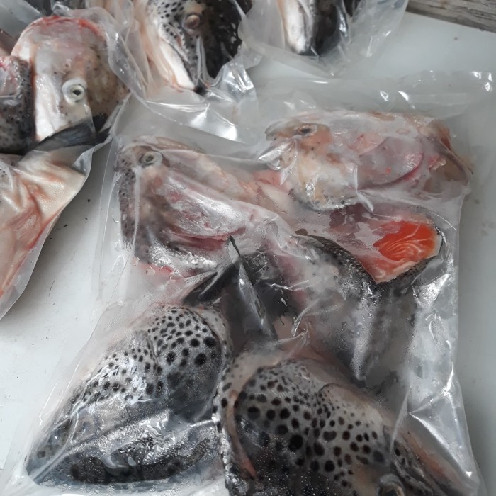 

Kepala Salmon Utuh (Bukan Setengah) 1 Kg - Size 400 Up - Kepala Salmon