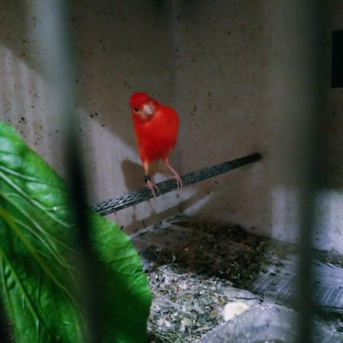burung kenari merah lokal / merlok