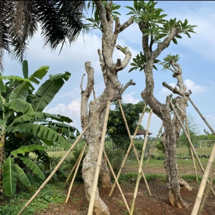 Pohon Kamboja Fosil - Pohon Fosil Kamboja New