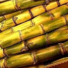 

NEW PRODUK BATANG TEBU KUNING MANIS DAN SEGAR 1KG PANJANG 50CM ENAK DI KONSUMSI !!!!!