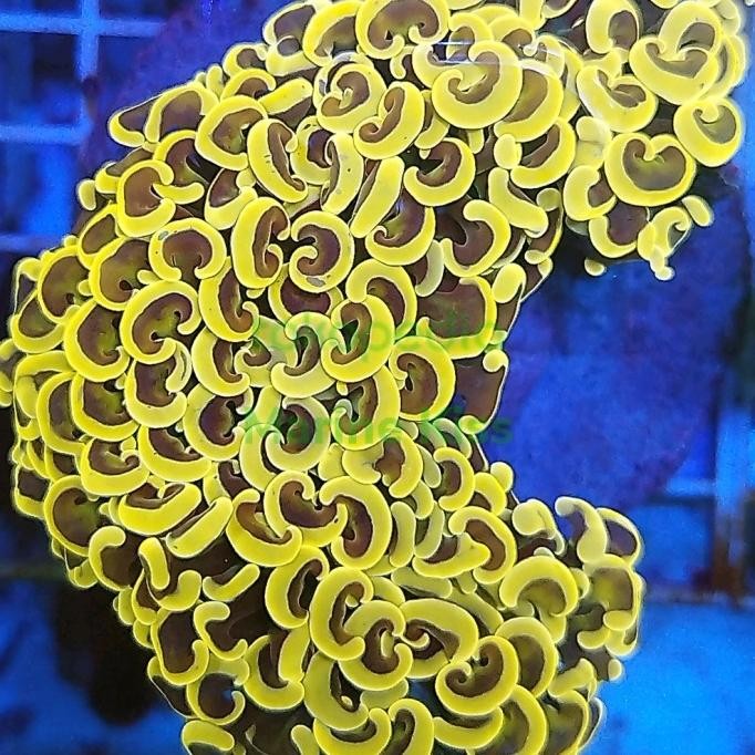 coral siwalan /karang kuku oren