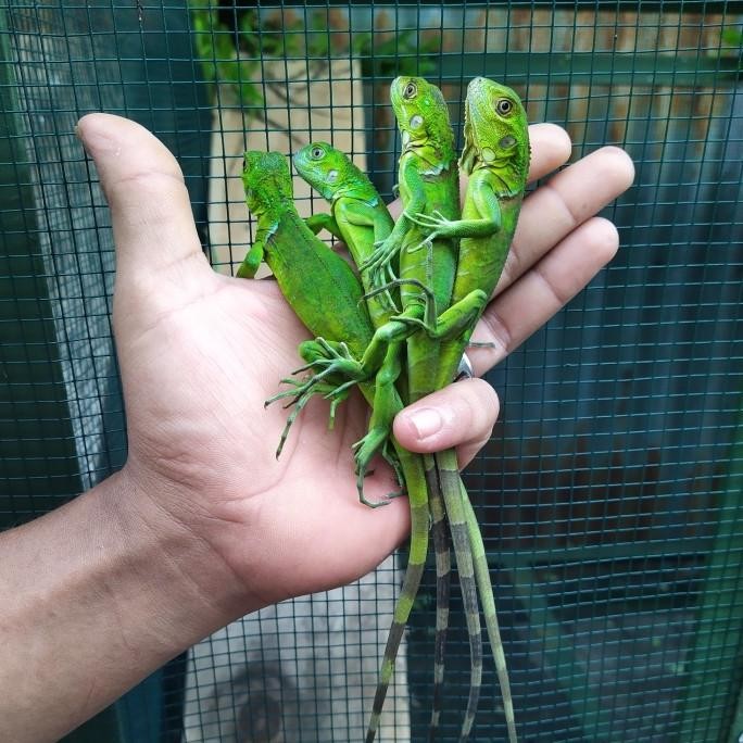 green iguana baby