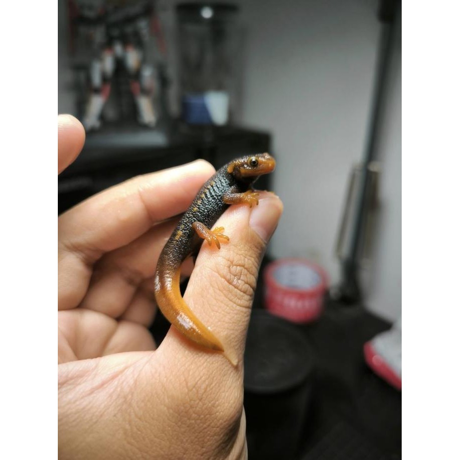 BABY HIMALAYAN SALAMANDER / EMPEROR NEWT
