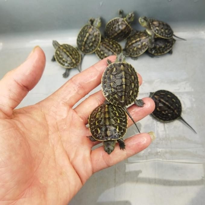 kura kura ocadia sinensis