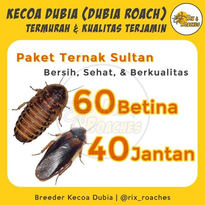 Paket Ternak Dubia Sultan. Indukan Kecoa Dubia. Dubia Roaches Indukan