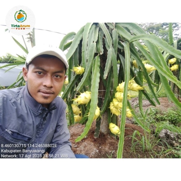 TERBAIK Bibit buah naga kuning golden