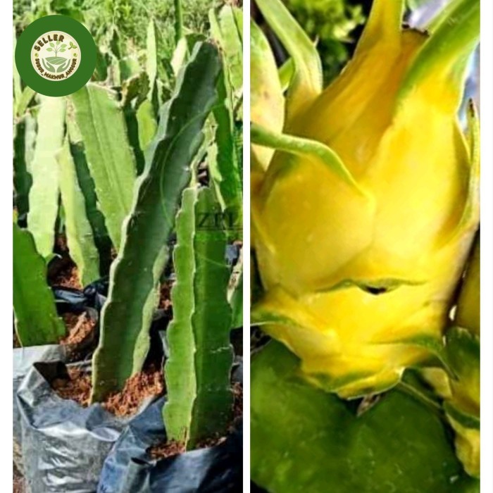 BIG SALE Bibit Buah Naga Golden Isis Asli