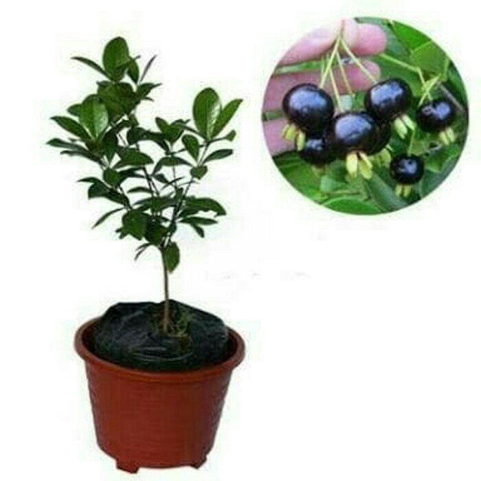 BERKUALITAS bibit buah cherry black