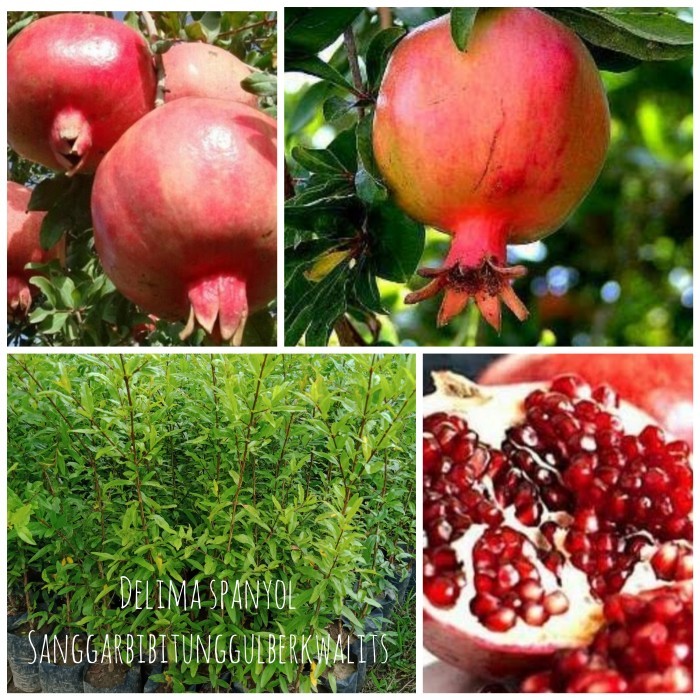 TERBARU bibit tanaman delima spanyol merah jumbo.dan super genjah.