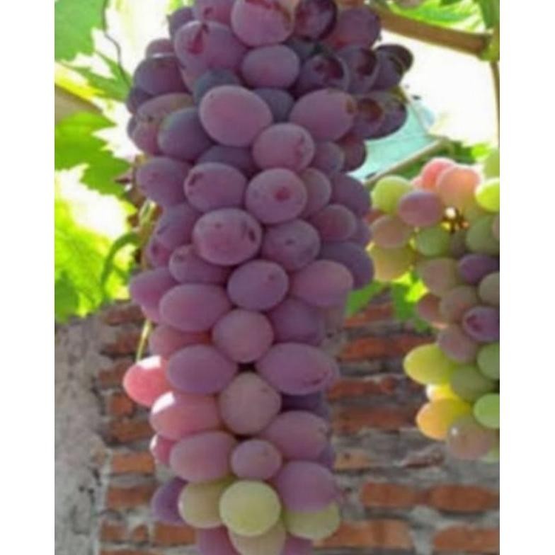 Bibit anggur import JUPITER tinggi 1 mtr up