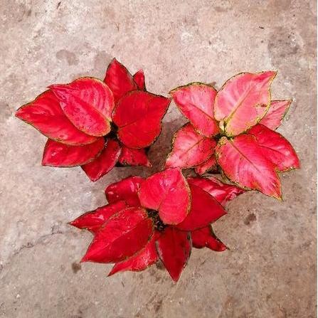 Paket 3 - Red Anja, Pink rina, Red Queen ( Tanaman Hias Aglonema / Aglaonema )