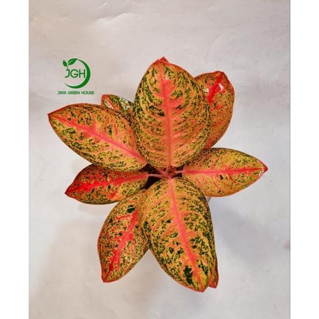 Tanaman Aglaonema Kendedes